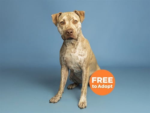 SMOKEY - American Pit Bull Terrier available for adoption