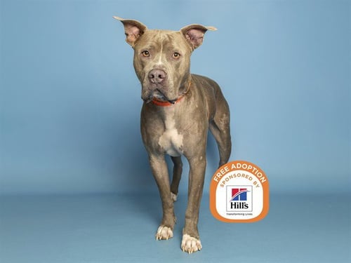 BATMAN - American Pit Bull Terrier available for adoption