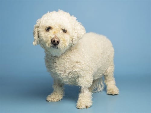 KIMCHI - Poodle (Miniature) available for adoption