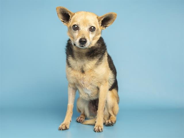 PIPPA - Chihuahua available for adoption