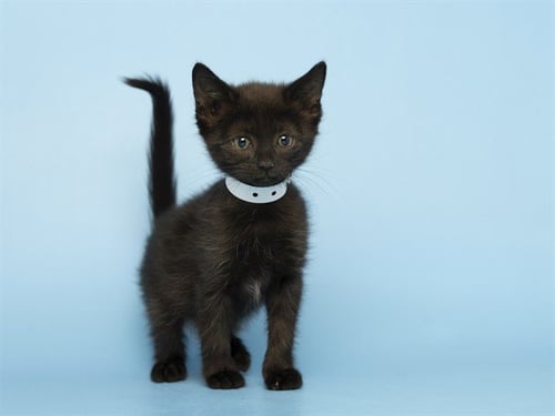 KATNISS - Domestic Short Hair available for adoption