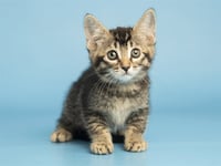 MEOWATRON - Photo 1