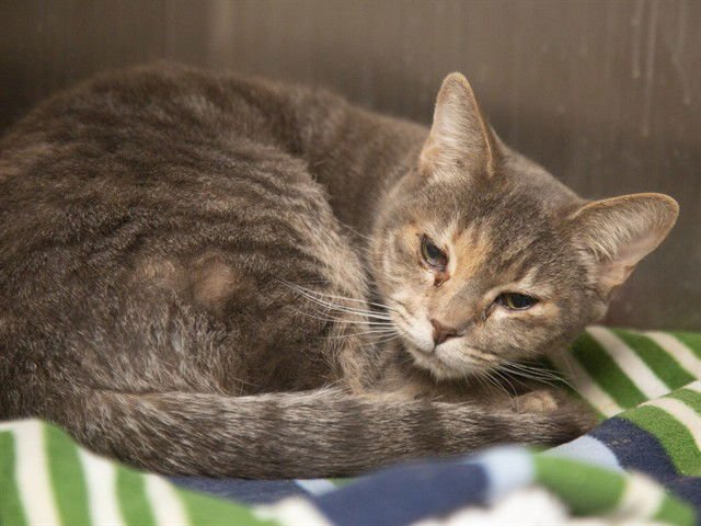 TIBBY - Domestic Short Hair available for adoption