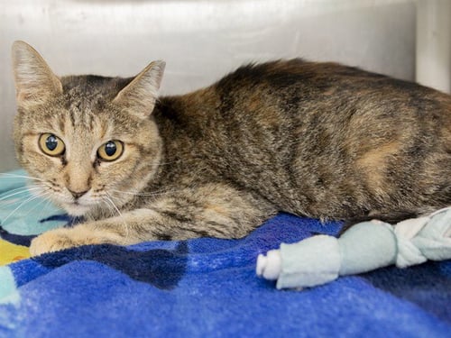 KOSMO - Domestic Short Hair available for adoption