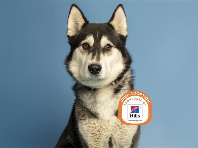 AJAX - Husky available for adoption