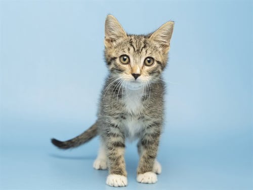 ZENITSU - Domestic Short Hair for adoption in Phoenix