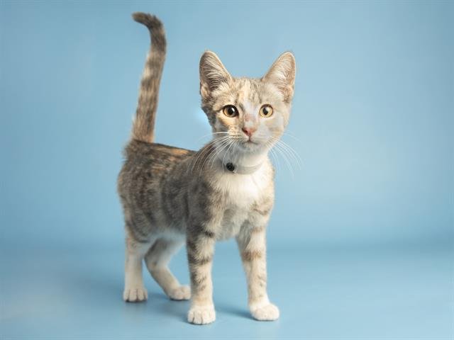 PICKLES - Domestic Short Hair available for adoption