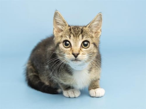 WATERMELON - Domestic Short Hair available for adoption