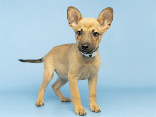 ROXY - Chihuahua / German Shepherd Dog available for adoption