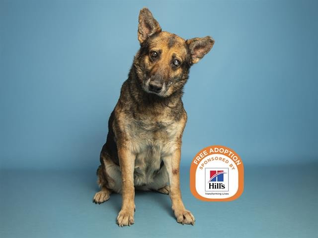 SHILOH - German Shepherd Dog available for adoption
