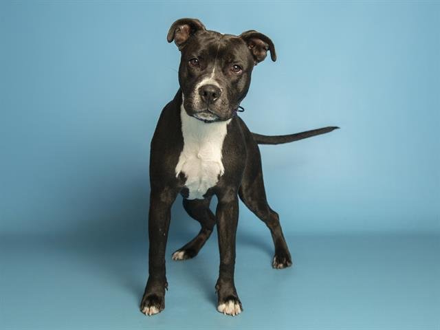PONYO - American Pit Bull Terrier available for adoption