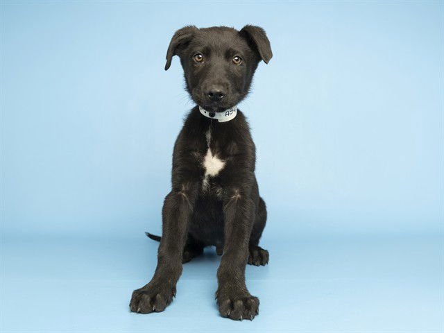 GONZO - German Shepherd Dog available for adoption