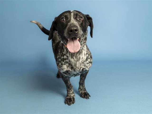 DEXTER - Basset Hound / Bluetick Coonhound available for adoption