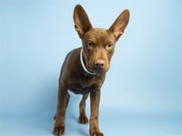 CARL - Photo 1