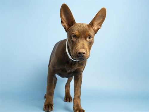 CARL - Labrador Retriever / American Pit Bull Terrier available for adoption
