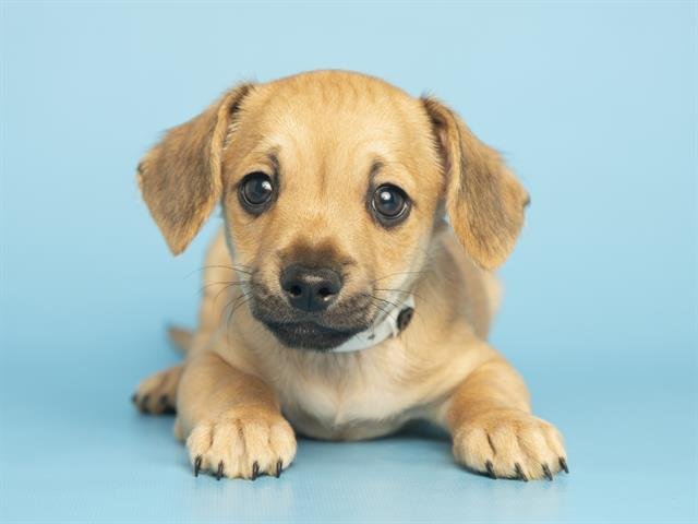 ROLO - Chihuahua available for adoption