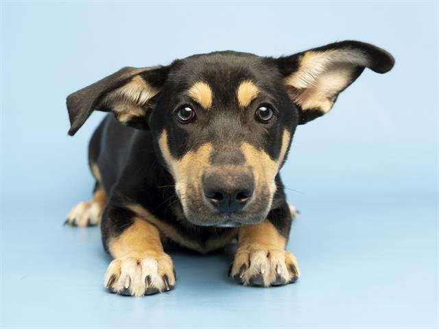 TIMMY - Basset Hound / German Shepherd Dog available for adoption