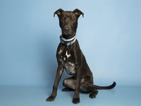 BANDIT - Photo 1