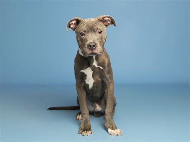 BABY DOUG - American Pit Bull Terrier available for adoption