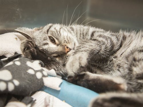 OLIVIA - Domestic Short Hair available for adoption