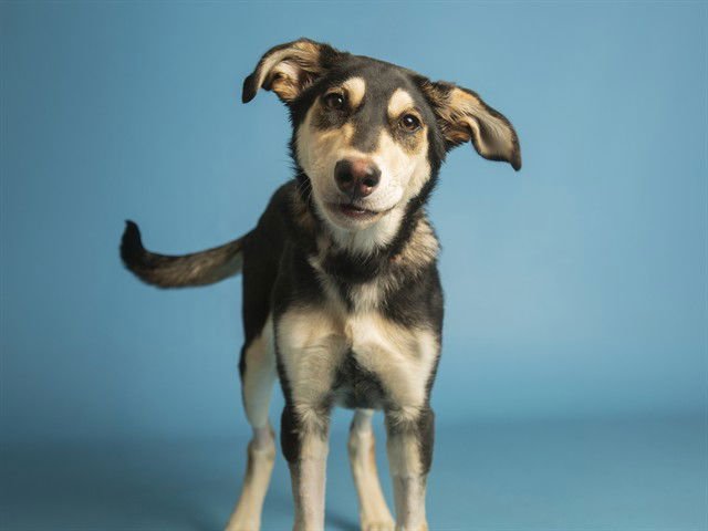 RUBY - German Shepherd Dog / Husky available for adoption