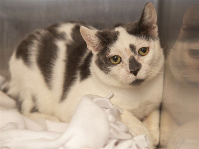 PLUEY - Domestic Short Hair available for adoption