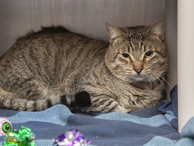 ROOSEVELT - Domestic Short Hair available for adoption