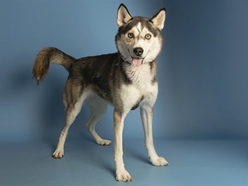 LUNAR - Husky available for adoption