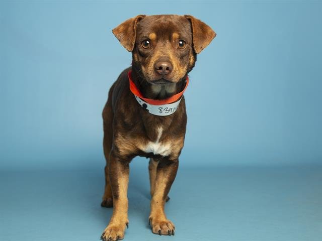 COCONUT - Chihuahua available for adoption