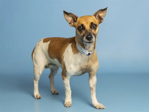 YGRITTE - Chihuahua available for adoption