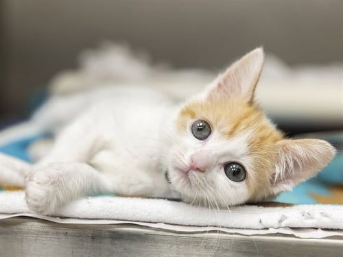 BUTTERSCOTCH - Domestic Short Hair available for adoption