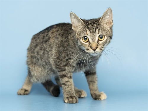 PRINCESS - Domestic Short Hair for adoption in Phoenix