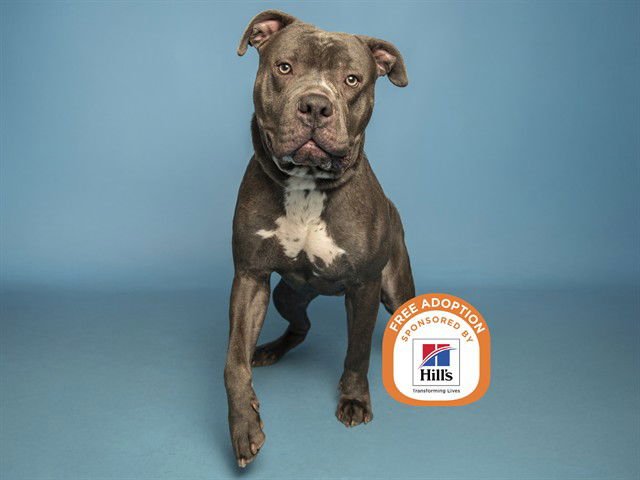 GHOST - American Pit Bull Terrier available for adoption