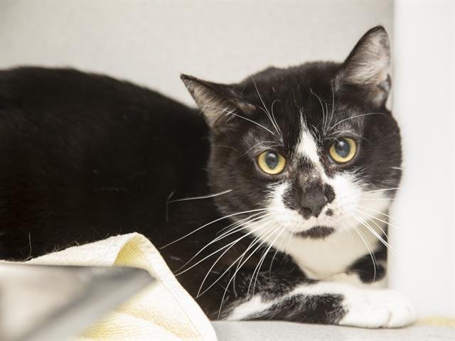 TUXY - Domestic Short Hair available for adoption