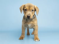 PENELOPE - Photo 1