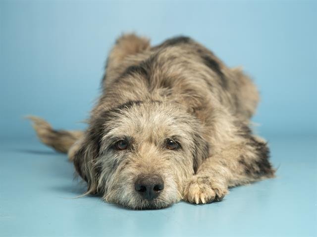 SANDY - Schnauzer / Australian Shepherd available for adoption