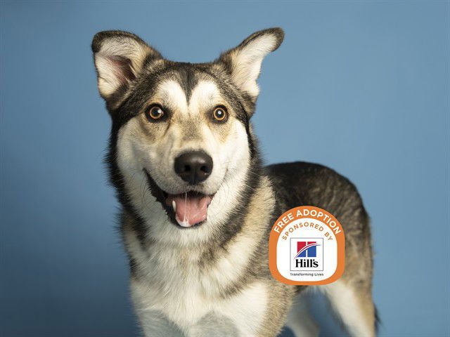 BOHDI - Husky available for adoption