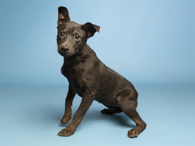 SADIE Image