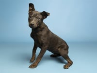 SADIE - Photo 1