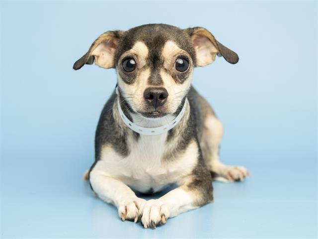 DOTTIE - Chihuahua available for adoption