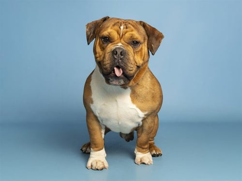 GOOBER - English Bulldog available for adoption