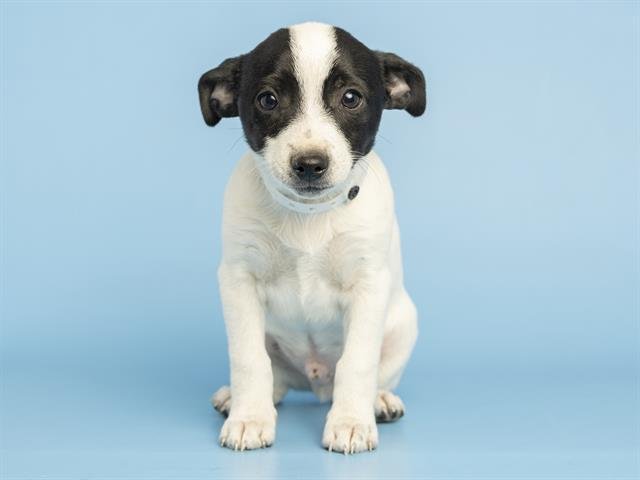 BENNY - Chihuahua available for adoption