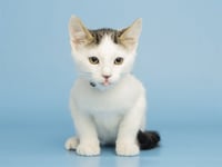 MUNCHKIN - Photo 1