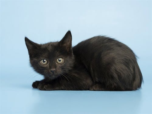 BETTY - Domestic Short Hair available for adoption