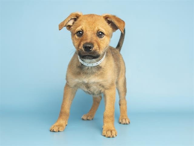 RODGER - Australian Cattle Dog/Blue Heeler available for adoption