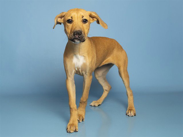 ROSIE Image