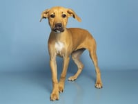 ROSIE - Photo 1