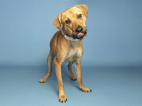 VINNEY - Black Mouth Cur available for adoption
