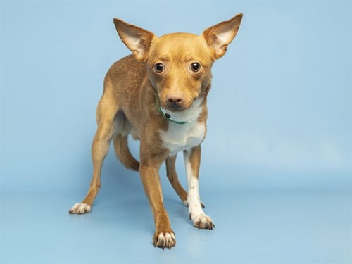 FLACO - Chihuahua available for adoption