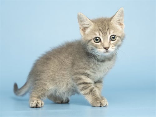 LUNA - Domestic Short Hair available for adoption